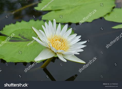 Beautiful White Lotus Flower Blooming Pond Stock Photo 2177069183 ...