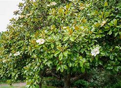 Image result for Magnolia Tree Wreath