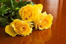 bambino sente l odore di bambino sente l odore di un fiore giallo immagine bambino sente l odore di bambino sente l odore di un fiore giallo immagine