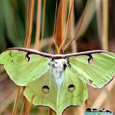 Luna Moth