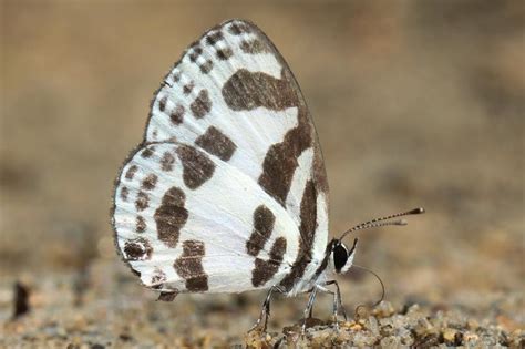 Discolampa ethion ethion | Butterfly