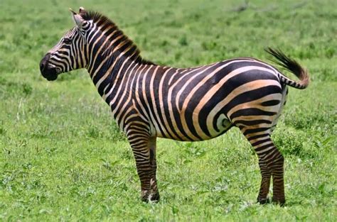 Image result for Number JavaScript