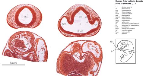 Brain Development Embryo 的图像结果