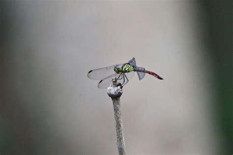 The Dragonflies of India: Aerial Masters of the Subcontinent