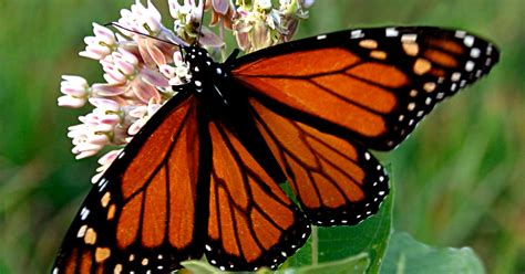 Species Spotlight: Monarch Butterfly