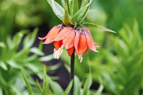 Repel Moles 的图像结果