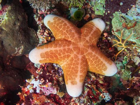 Types of Starfish to Know