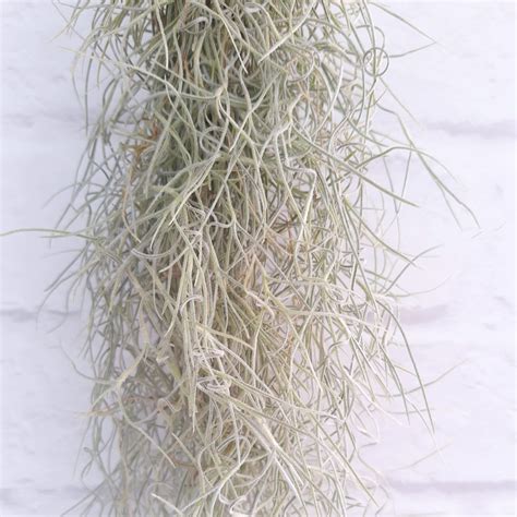 TIllandsia usneoides Spanish Moss air plant bunch