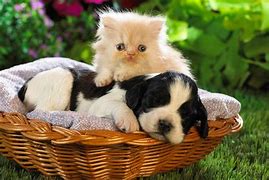 Image result for Cute Animal Ideas