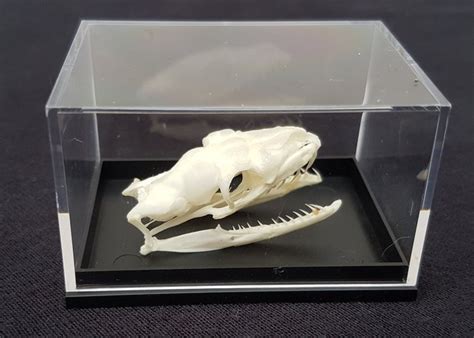 Image result for Reticulated Python Skull