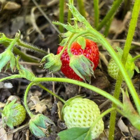 Do Deer Eat Strawberries? – Strawberry Plants