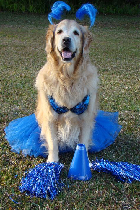Cheerleader Brie | Golden retriever halloween, Golden retriever ...