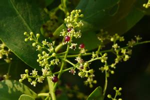 Plant Extracts 2 - One Stop Solution for Cosmetic & Personal Care Raw ...