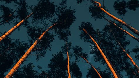 Wallpaper trees, trunks, crowns, treetops, forest, dark hd, picture, image