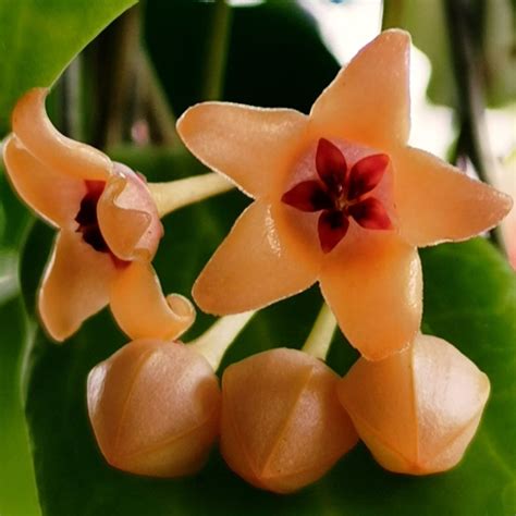 Hoya Cutis Porcelana Plant