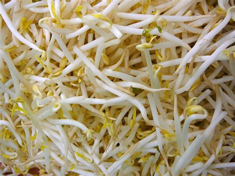5 Sick with 2 Dead from Listeria Tainted Bean Sprouts in Illinois and ...