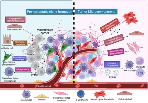Frontiers | Delineating the role of extracellular vesicles in cancer metastasis: A comprehensive ...