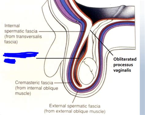 Image result for Cremasteric Muscle Contraction