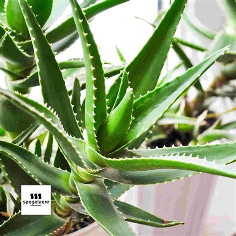 Different Types Of Aloe Plants With Pictures at Rupert Baldwin blog