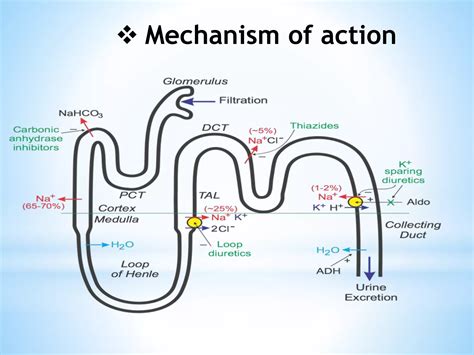 Diuretics-Mechanism of action,Diuretic Types and Adverse effects,Drug specifications | PPTX