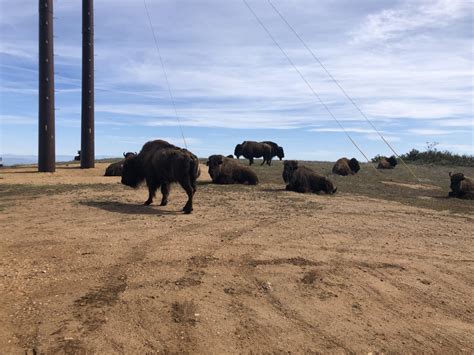 Catalina Island Bison - ZooChat