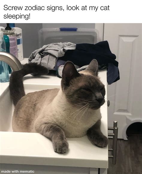 Sleepy Cats Memes 30 Hilarious Sleeping Cat Memes That Will Melt Your