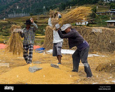 Rice Harvest
