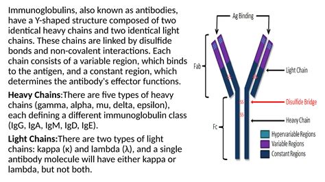 STRUCTURE OF IMMUNOGLOBULINS.pptx unit-3 Biotechnology | PPTX