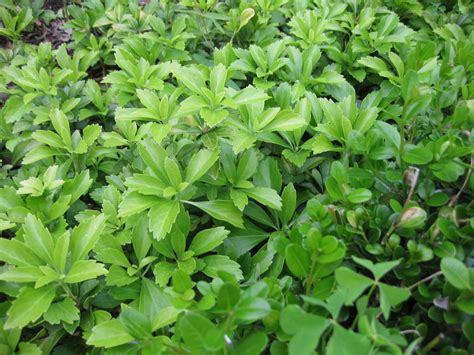Pachysandra Ground Cover