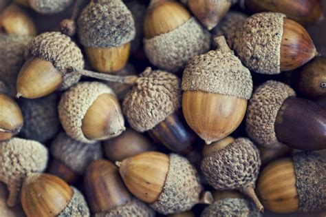 Woodpeckers Store 700 Pounds Of Acorns Inside Wall Of California Home ...