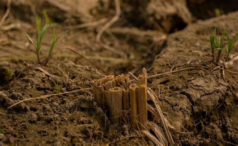 Earth Dirt 的图像结果