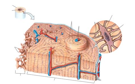 Image result for Bone Function