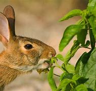 Image result for What Eats Wild Flowers