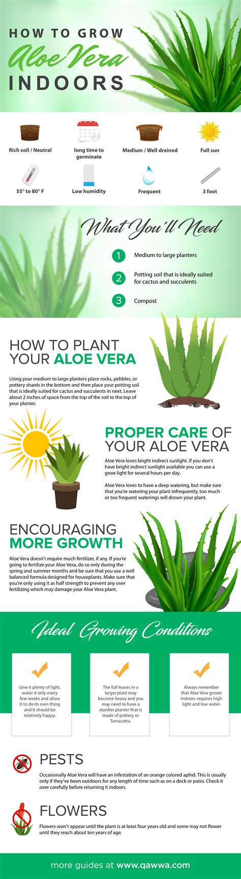 How to grow aloe vera indoors, from seed to harvest. If you need more ...