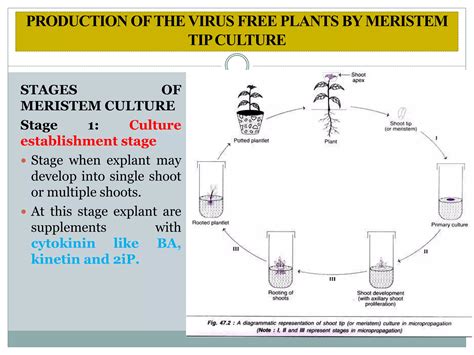 Image result for Tip Culture Methode Modification