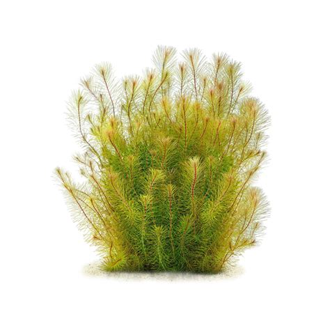 ADA IC025Rotala sp. Vietnam – Fine Leaf Red Aquarium Plant ...