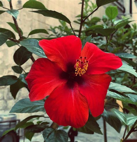 Hibiscus flower meaning. Learn everything about this beautiful flower
