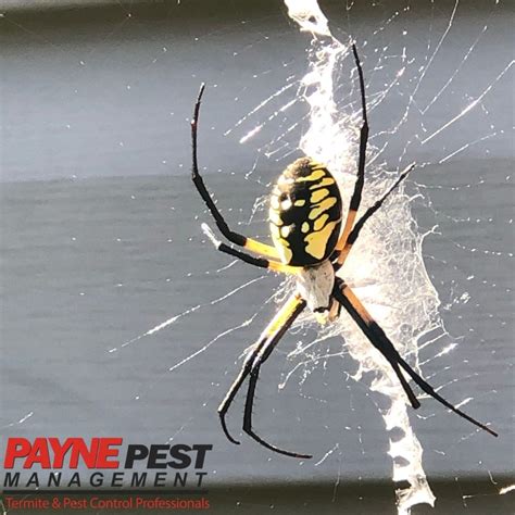 Garden Spiders Poisonous | Fasci Garden
