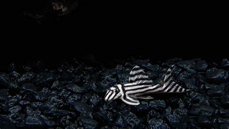 Zebra Pleco (L46 Pleco): Care, Size, Lifespan, Breeding, & More