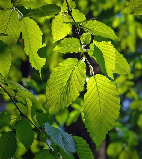 Image result for Maple Tree Identification Guide