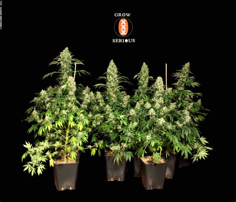 AK-47 Strain ® 🌱 Originally Bred by Serious Seeds