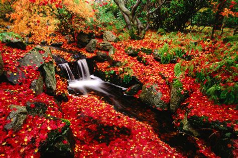 Fall Nature Desktop Backgrounds 的图像结果