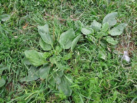 HERBARIO VIRTUAL DE BANYERES DE MARIOLA Y ALICANTE: Plantago major ...