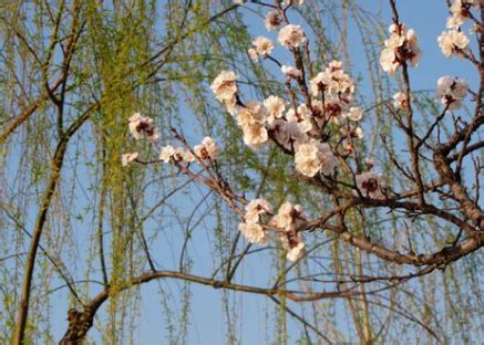 Chine : Le Ministre des abricotiers – Tela Botanica