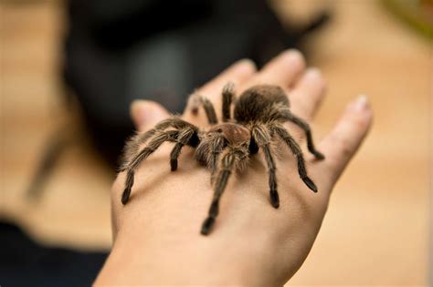 Do tarantulas bite and are they poisonous? - Budget Brothers Termite ...