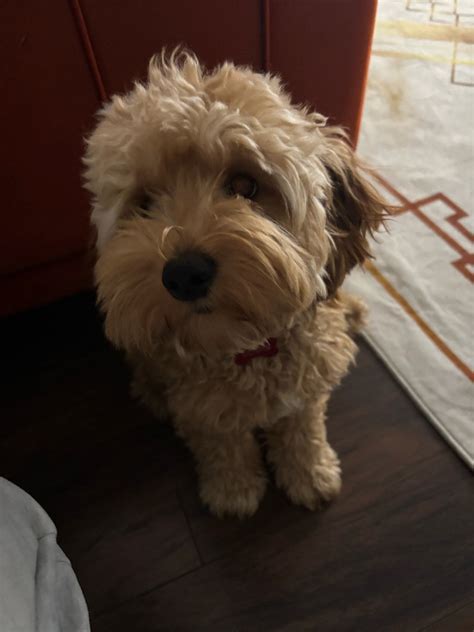 Image result for Cockapoo Dogs for Rehoming