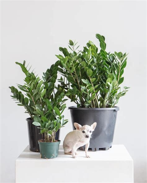 Cloud Farm live ZZ (Zamioculcas Zamiifolia) plant for home with bonsai ...