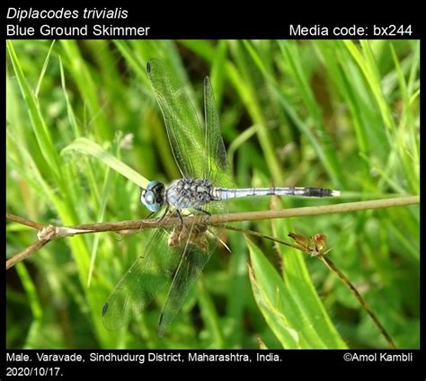 Diplacodes trivialis | Odonata