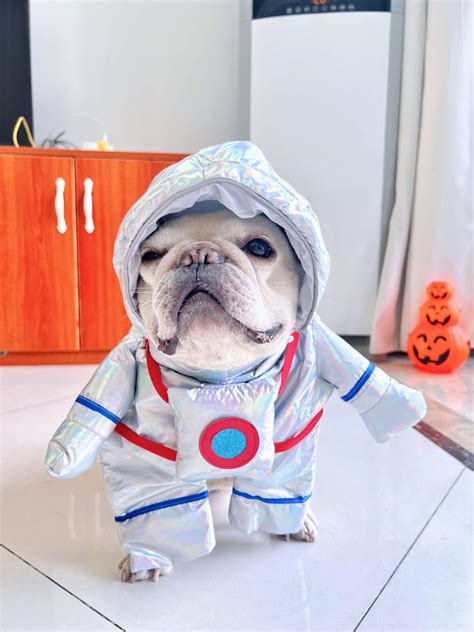 dog halloween costume astronaut – Frenchiely