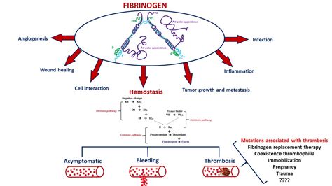 Genetic Variants in the FGB and FGG Genes Mapping in the Beta and Gamma ...